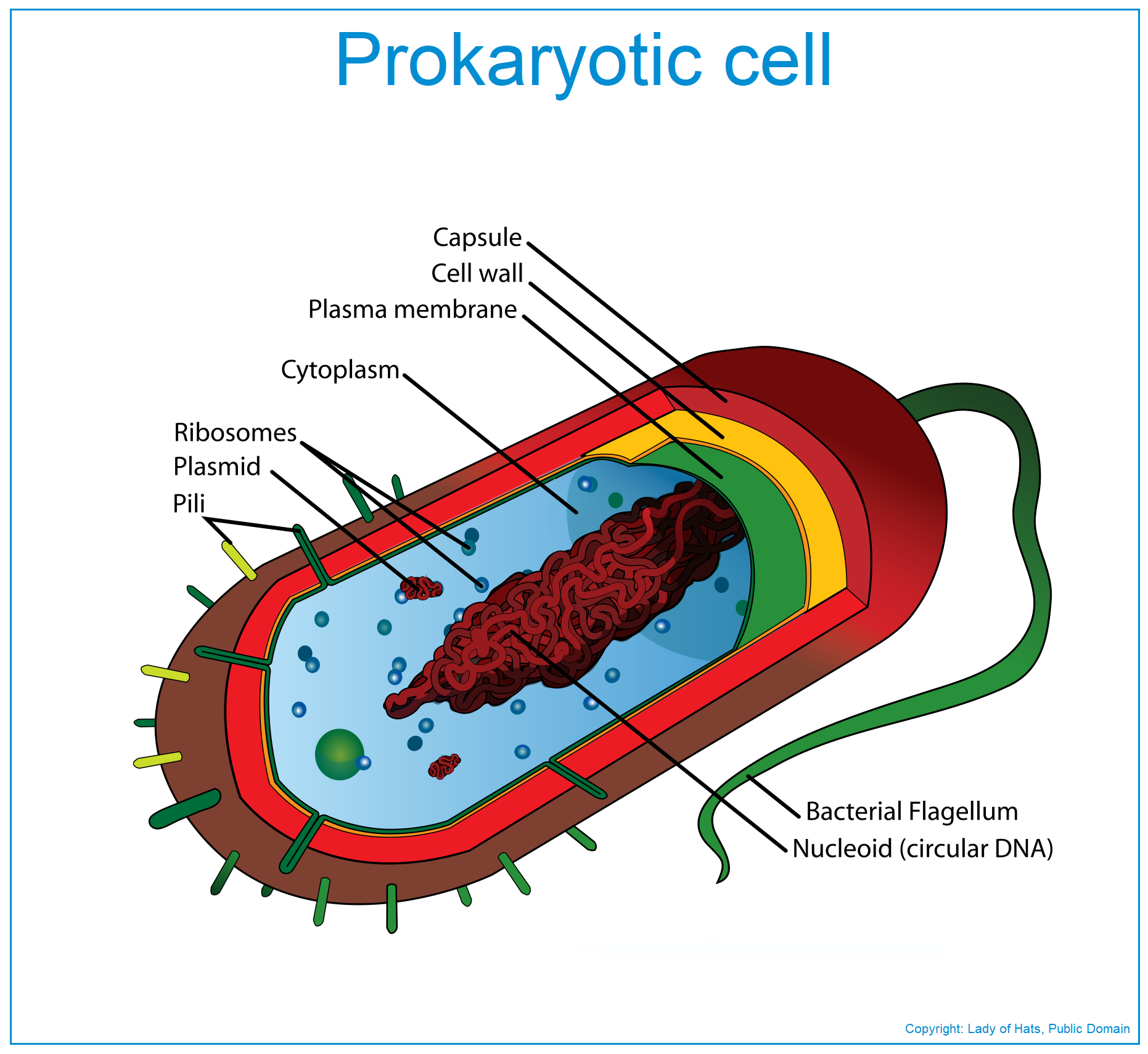 Прокариоты наличие ядер. Строение бактерии. Строение клетки бактерии. Строение бактериальной клетки. Структура бактерии.